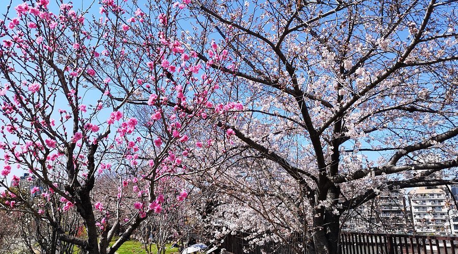 🌸 복숭아 동산(모모엔)